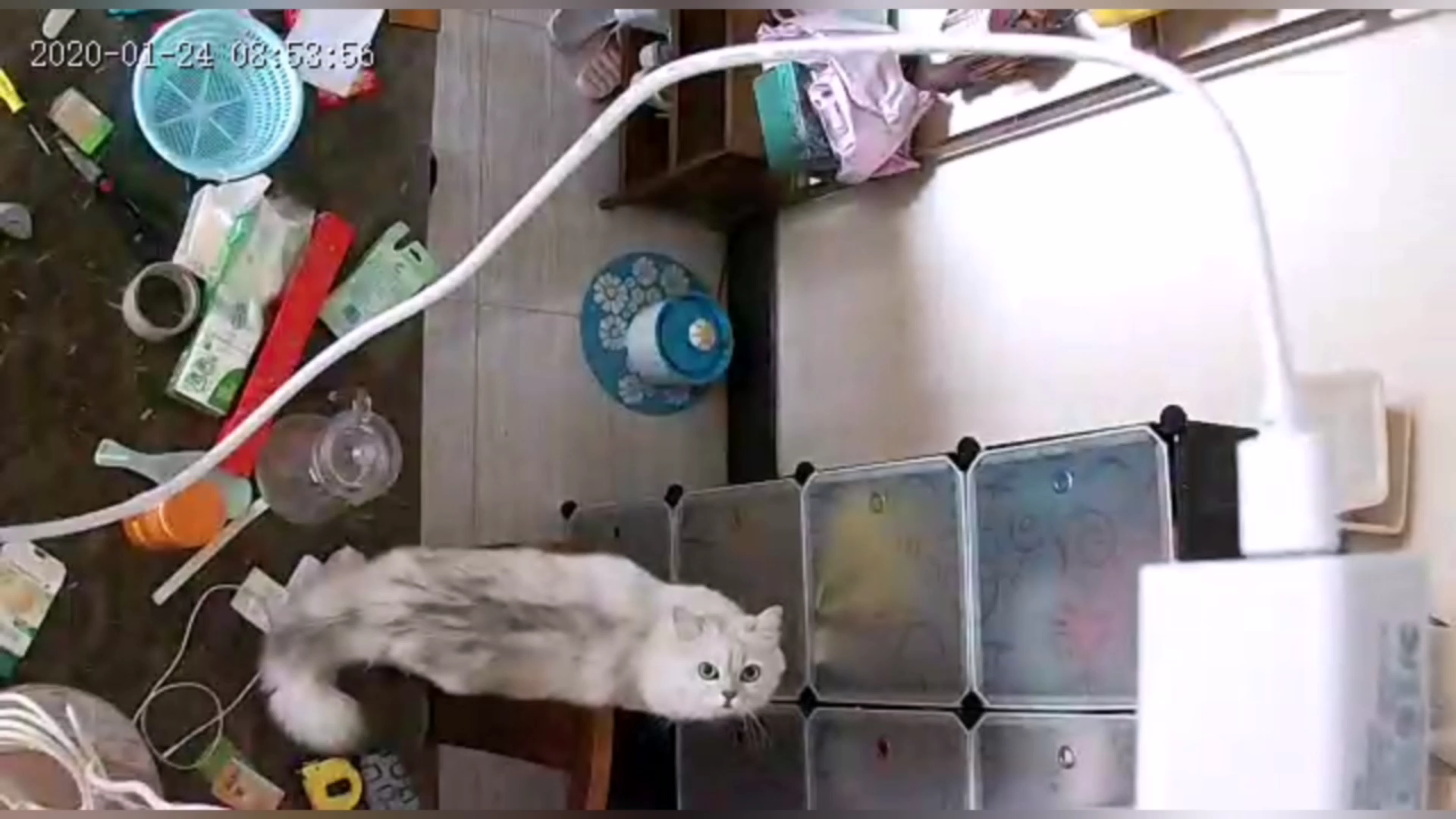 【米糊与烧麦与芝麻糊】不在家的时候猫均欺负芝麻糊